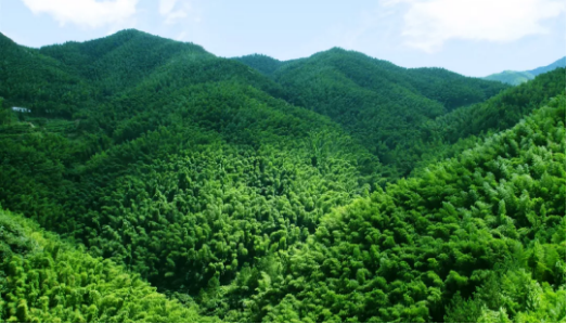集團(tuán)全力助推安徽六安霍山縣委托招商引資，著力打造支柱型特色產(chǎn)業(yè)高質(zhì)發(fā)展