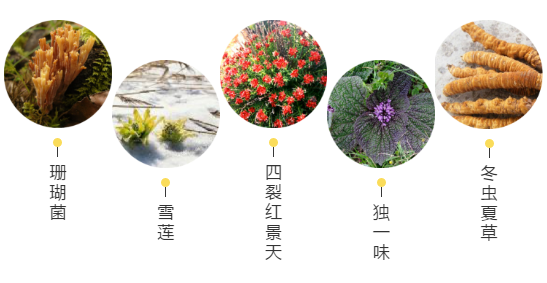【甘南政府招商推介】立足生態(tài)優(yōu)勢，推動綠色發(fā)展，打造青藏高原上的生態(tài)文明高地