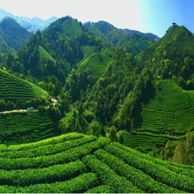 集團全力助推廣西賀州昭平縣委托招商引資，助力產(chǎn)業(yè)蝶變升級！